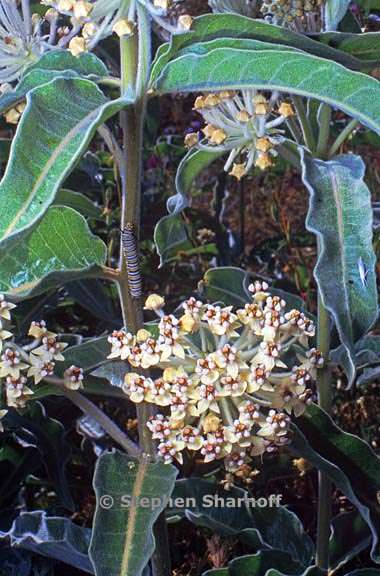 asclepias eriocarpa 5 graphic