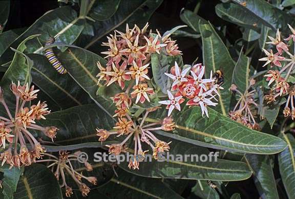 asclepias speciosa 5 graphic