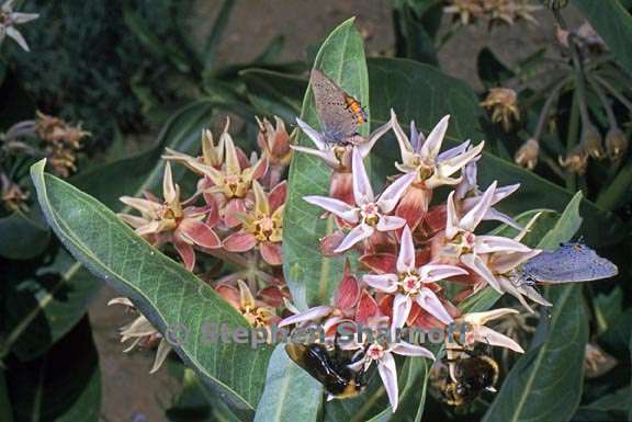 asclepias speciosa 6 graphic