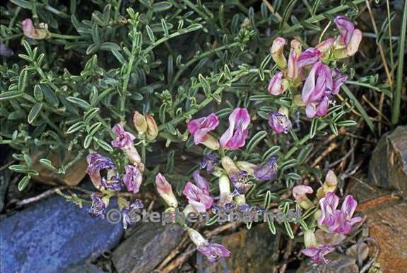 astragalus whitneyi 6 graphic