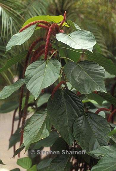 acalypha hispida graphic