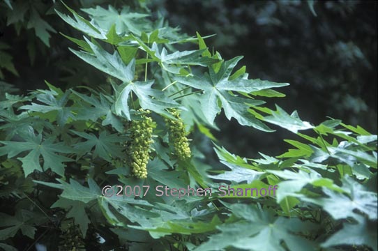 acer macrophyllum 3 graphic