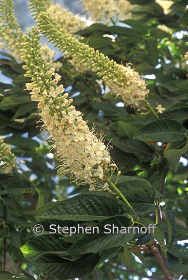 aesculus californica 2 graphic