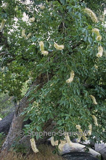 aesculus californica 3 graphic