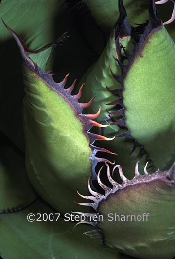 agave leaves graphic