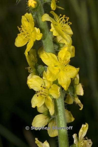 agrimonia eupatoria 2 graphic