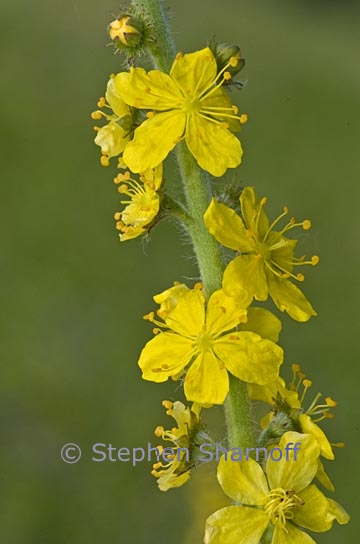 agrimonia eupatoria 1 graphic