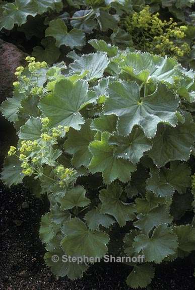 alchemilla mollis 1 graphic