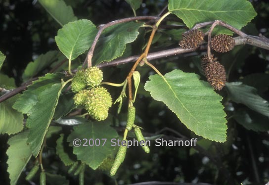 alnus incana tenuifolia 1 graphic