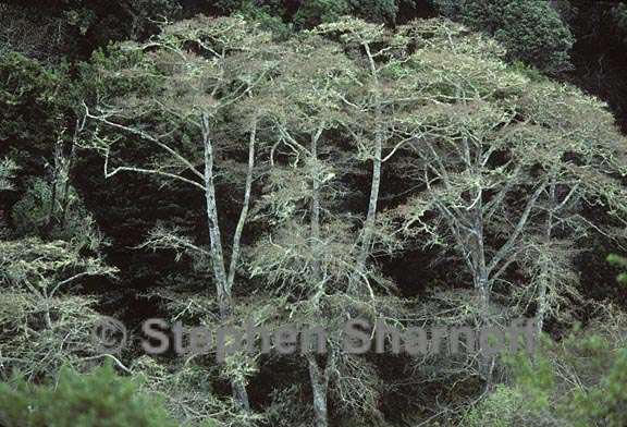 alnus sp with lichens 1 graphic