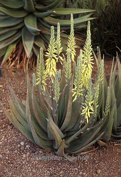 aloe vacillans 1 graphic