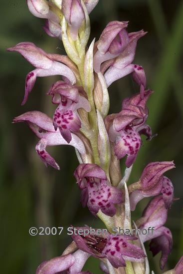 anacamptis coriophora 1 graphic