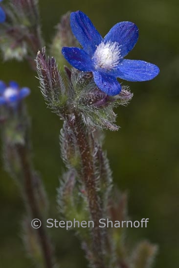 anchusa azurea 1 graphic