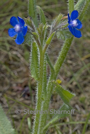 anchusa sp 1 graphic