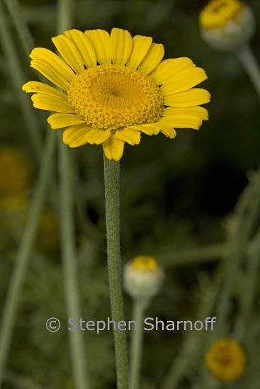 anthemis tinctoria 1 graphic