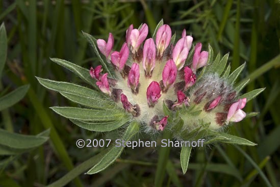 anthyllis vulneraria 1 graphic