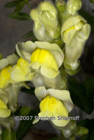 antirrhinum latifolium 1 graphic