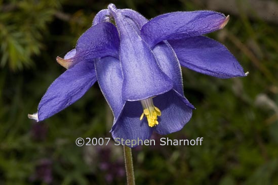 aquilegia bertoloni 1 graphic