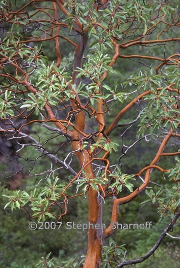 arbutus menziesii 2 graphic