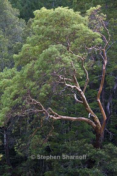 arbutus menziesii 1 graphic