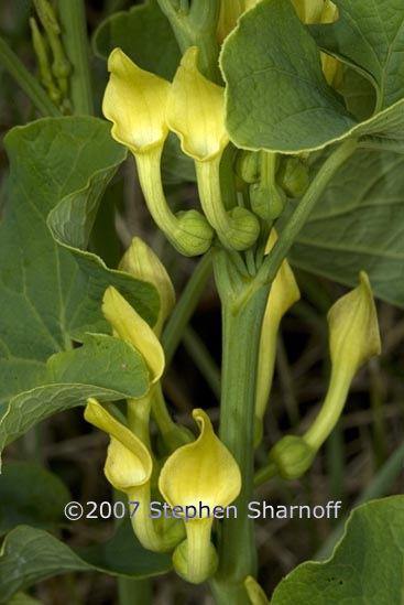 aristolochia clematitis 1 graphic