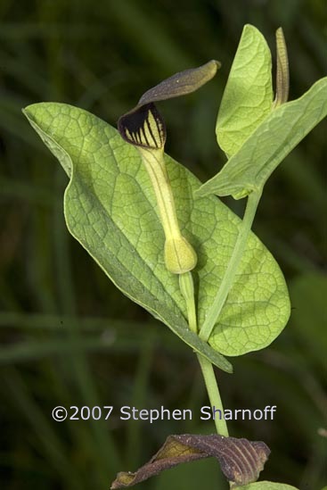 aristolochia rotunda 1 graphic