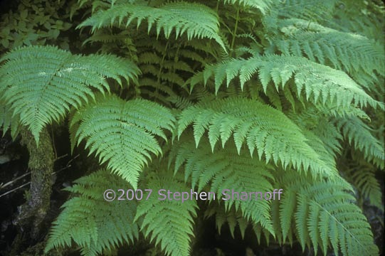 athyrium felix femina 1 graphic