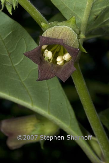 atropa belladonna 1 graphic