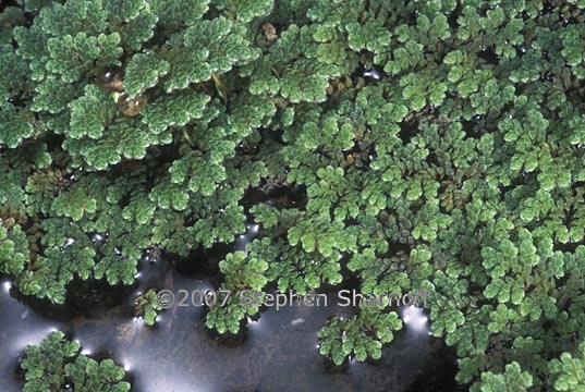 azolla filliculoides 1 graphic