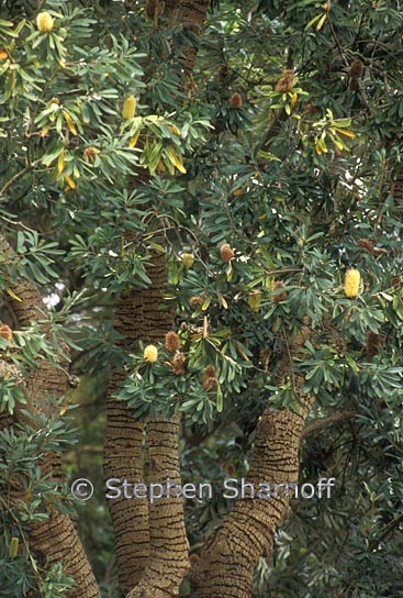 banksia integrifolia 1 graphic