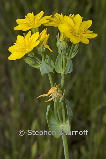 blackstonia perfoliata 1 graphic