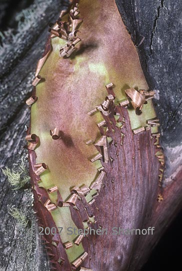 madrone bark 1 graphic