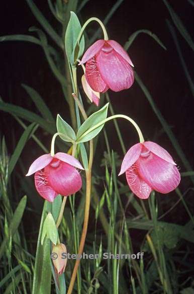 calochortus amoenus 9 graphic