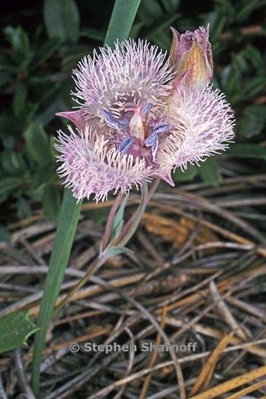 calochortus coeruleus 5 graphic