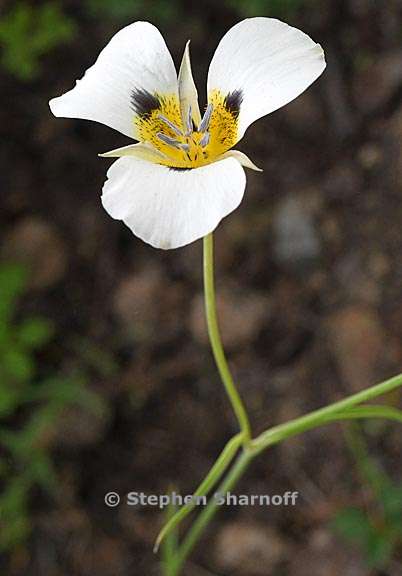 calochortus leichtlinii 7 graphic