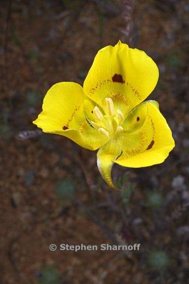 calochortus luteus 5 graphic