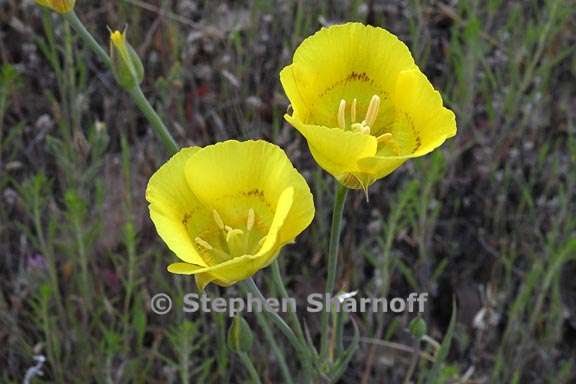 calochortus luteus 6 graphic