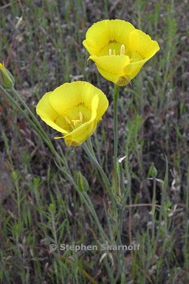 calochortus luteus 7 graphic