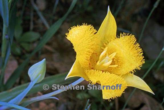 calochortus monophyllus 6 graphic