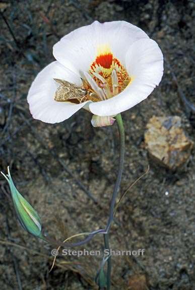 calochortus venustus 16 graphic