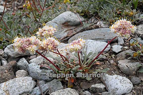 calyptridium monospermum 19 graphic