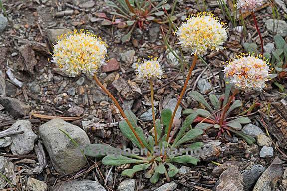 calyptridium monospermum 20 graphic