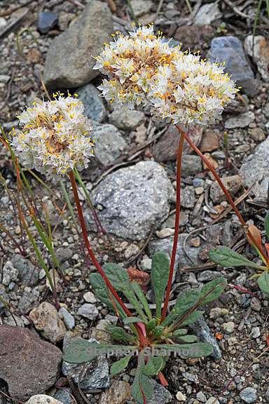 calyptridium monospermum 21 graphic