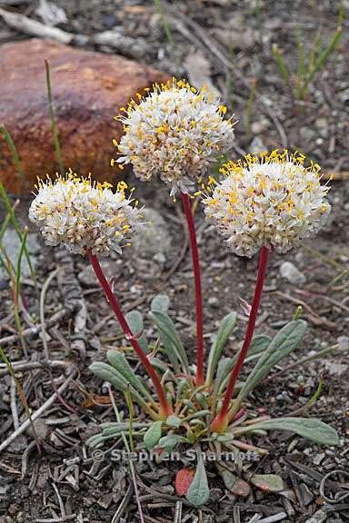 calyptridium monospermum 22 graphic