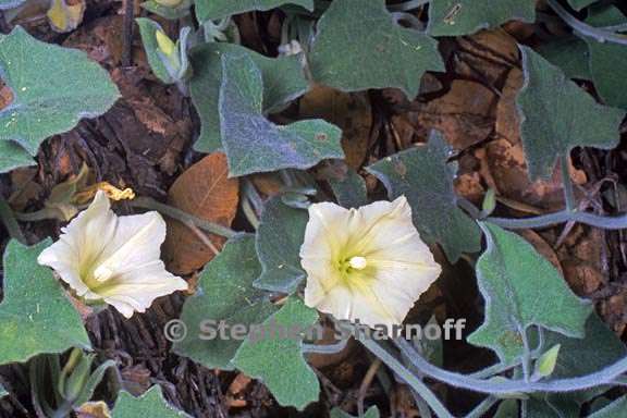 calystegia malacophylla ssp malacophylla 3 graphic