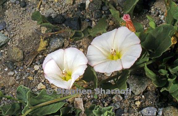 calystegia malacophylla ssp malacophylla 4 graphic