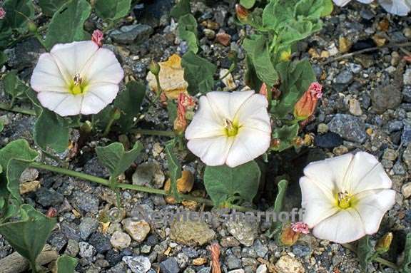 calystegia malacophylla ssp malacophylla 5 graphic