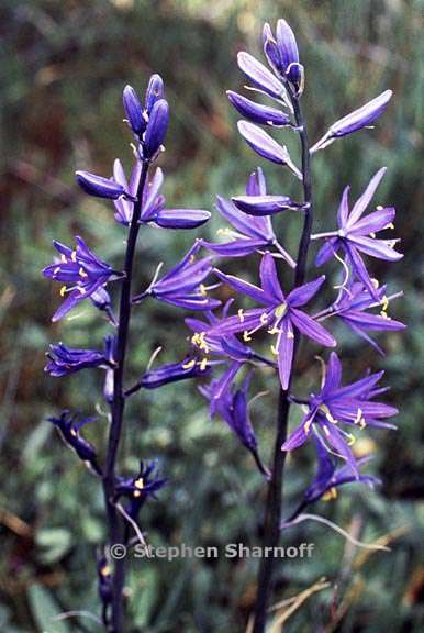 camassia leichtlinii ssp suksdorfii 9 graphic