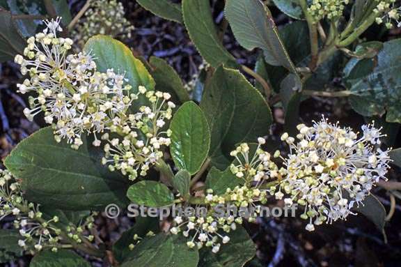 ceanothus velutinus 5 graphic