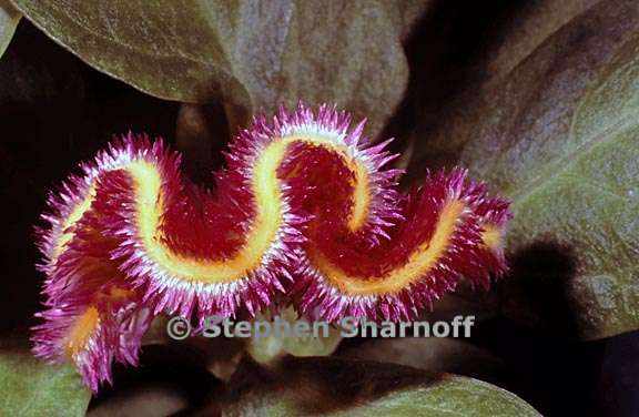 celosia sp 1 graphic